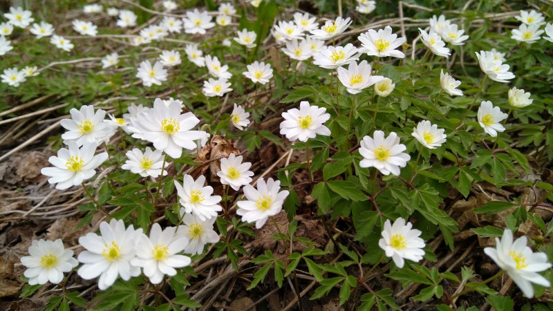 Anemone nemorosa 'Hilda'